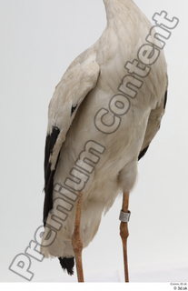 Black stork body chest 0001.jpg